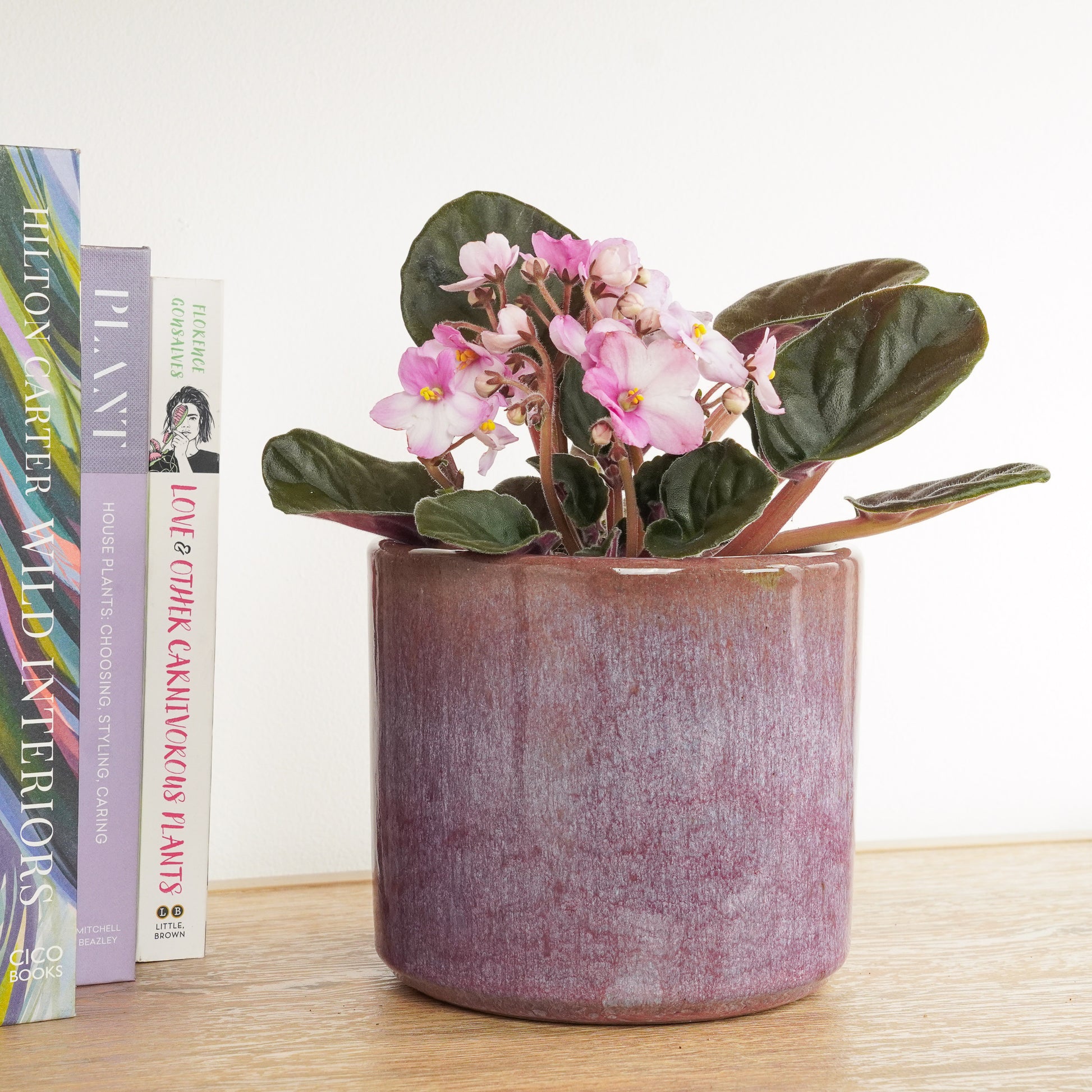African Violet | Bicolor Blush
