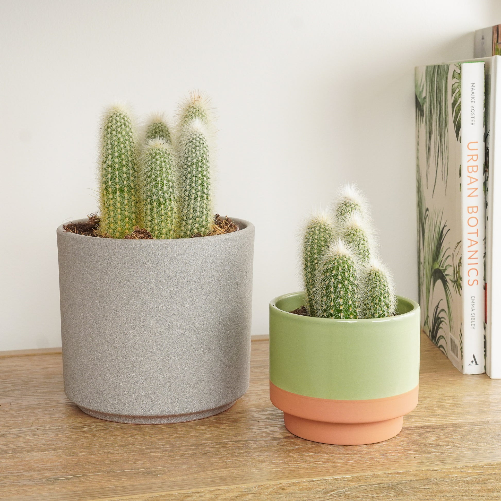 Silver Torch Cactus