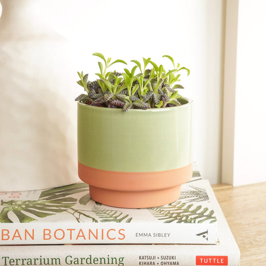Mother Of Thousands | Small Plants & Tot Pots