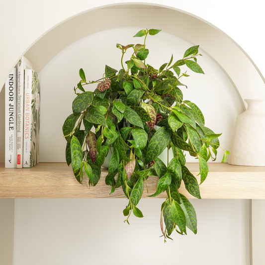 Zebra Lipstick Vine | Rare Plant | Mother's Day