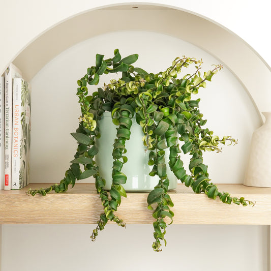 Lipstick Plant | Rasta | Houseplant Moving Sale