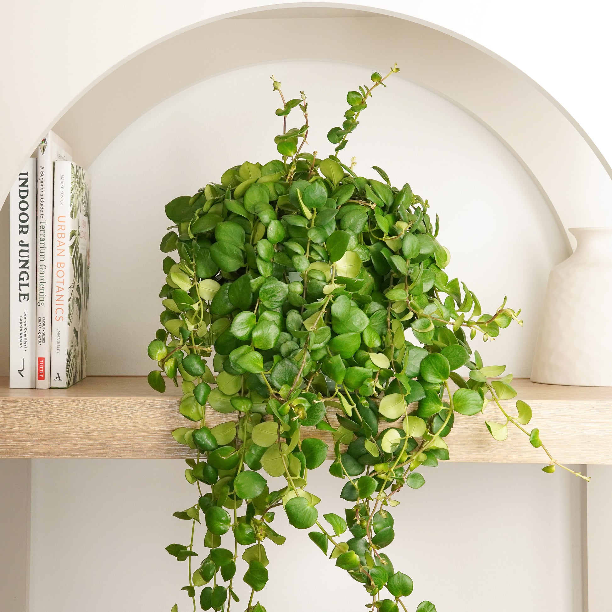 lipstick indoor plant Lipstick Plant
