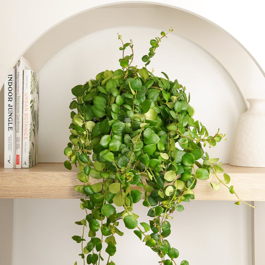 Lipstick Plant | Pink Polka | Mother's Day
