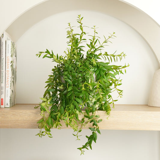 Lipstick Plant | Beautiful Japhrolepis | Air Purifying Plants