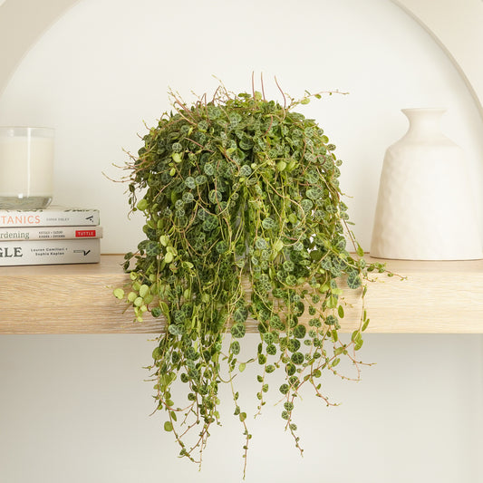 String Of Turtles | Climbing & Vine Plants