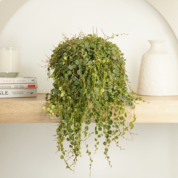 String Of Turtles