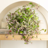 Wandering Dude | Pink Hill