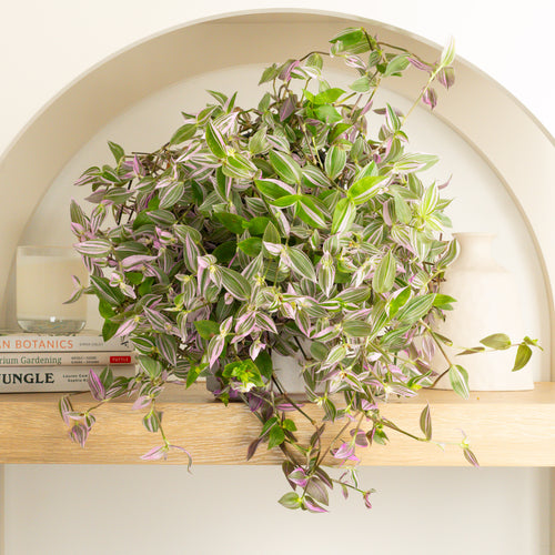 Wandering Dude | Pink Hill