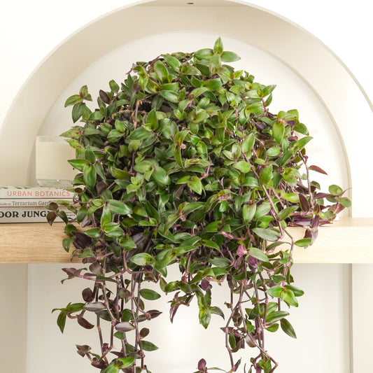 Wandering Dude | Velvet Hill | Air Purifying Plants