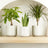 Plant Bundles