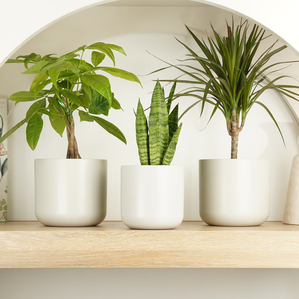 Indoor Utopian | Plant Bundle | 3 X PLANTS | 3 X POTS | Indoor Plant Bundle