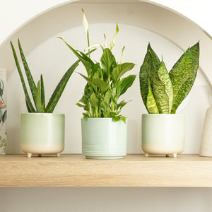 Healthy House | Plant Bundle - Indoor Plant