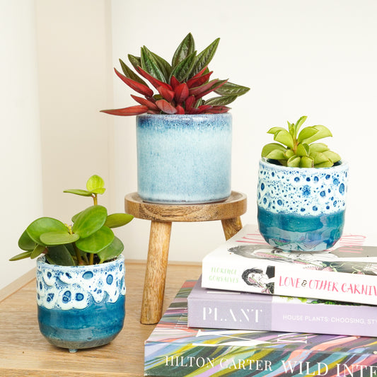 Peperomia Paradise | Plant Bundle | Indoor Plants