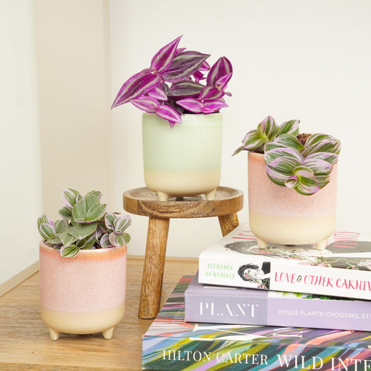 Little Dudes | Plant Bundle | Houseplant Bundles