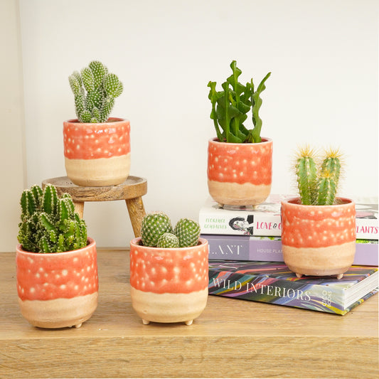 Desert Dreamscape | Plant Bundle | Small Plants & Tot Pots