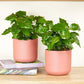 Matching Coffee Plant Arabica | Plant Bundle