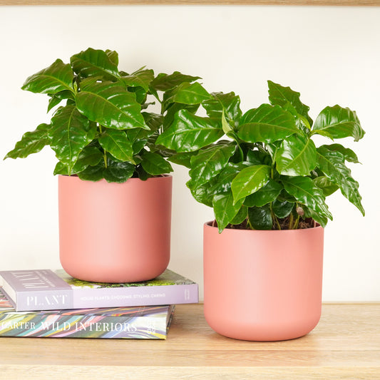 Matching Coffee Plant Arabica | Plant Bundle | Air Purifying Plants