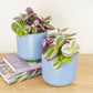 Matching Wandering Dude Nanouk | Plant Bundle