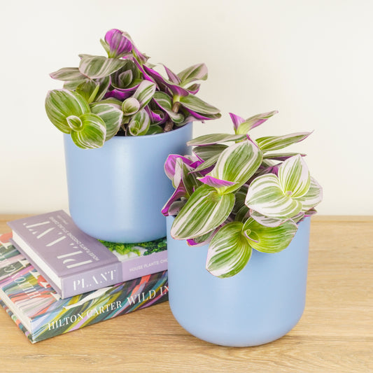 Matching Wandering Dude Nanouk | Plant Bundle | Houseplant Bundles