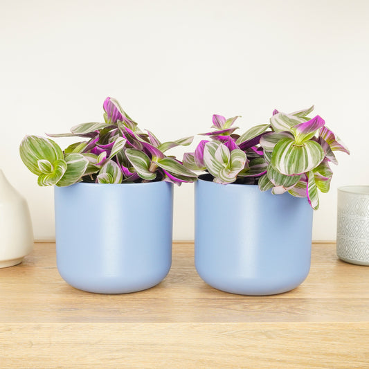 Matching Wandering Dude Nanouk | Plant Bundle | Potted Houseplants