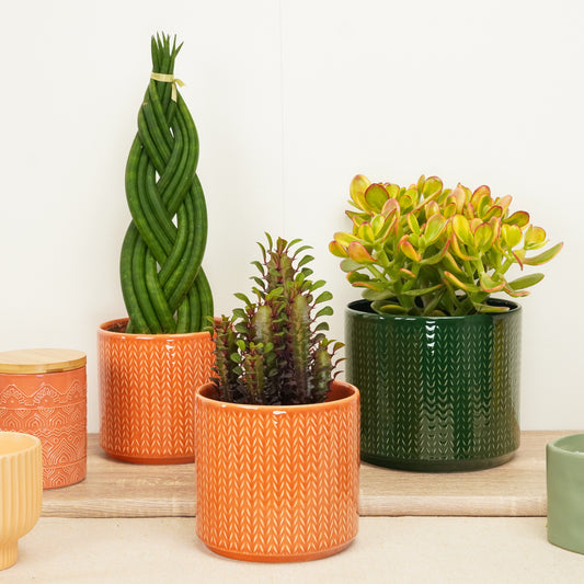 Prickly Power Pack | Plant Bundle | Air Purifying Plants
