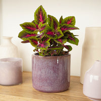 Flame Nettle | Main Street Ruby Road