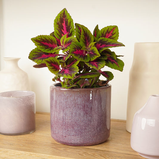Flame Nettle | Main Street Ruby Road | Air Purifying Plants