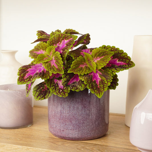 Flame Nettle | Park Avenue | 