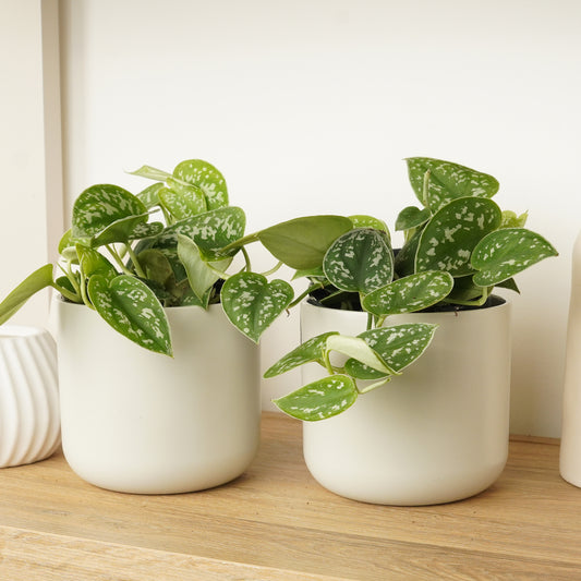 Matching Satin Pothos | Plant Bundle | Houseplant Bundles