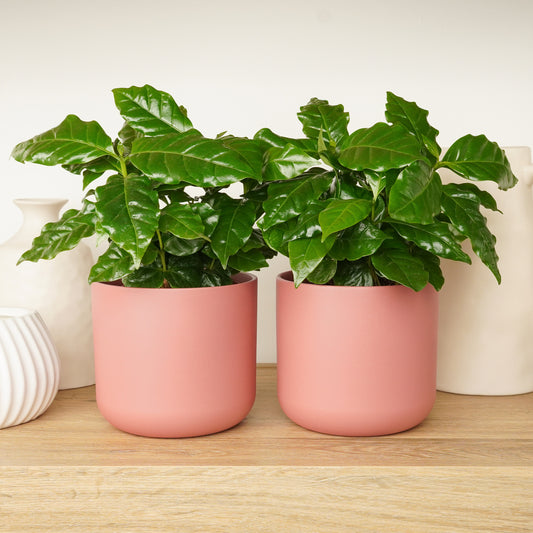 Matching Coffee Plant Arabica | Plant Bundle | Potted Houseplants