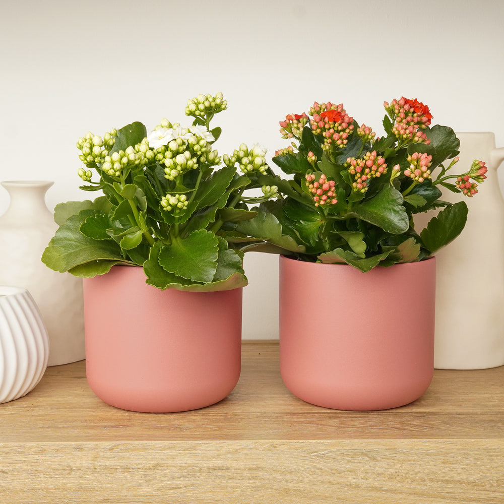 Indoor Kalanchoe Blush & Bloom Duo | Plant Bundle | 2 X PLANTS | 2 X POTS | Indoor Plant Bundle