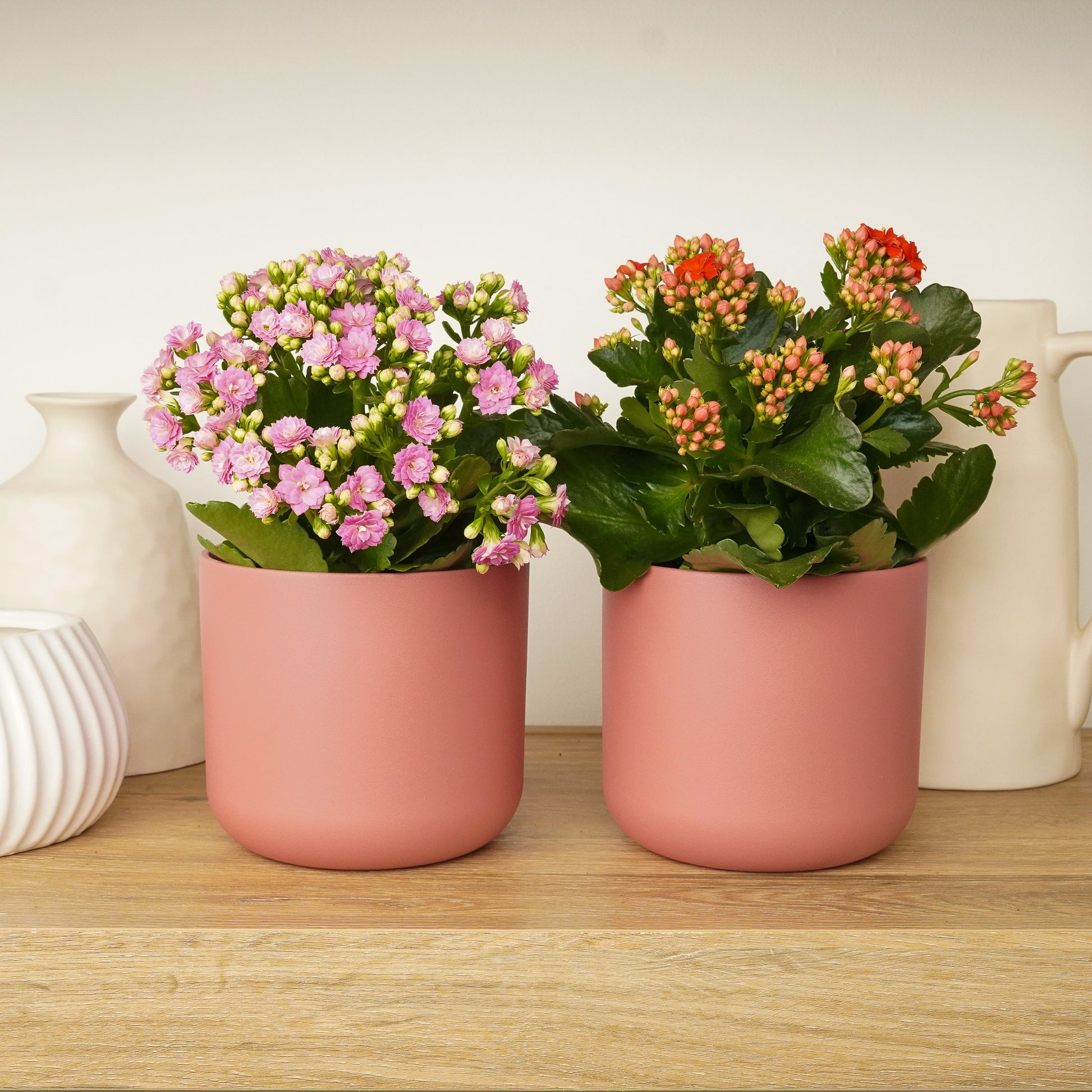 Kalanchoe Crimson & Blush Duo | Plant Bundle