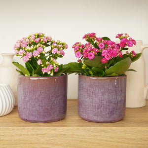 Kalanchoe Pink Serenity Duo | Plant Bundle - Indoor Plant