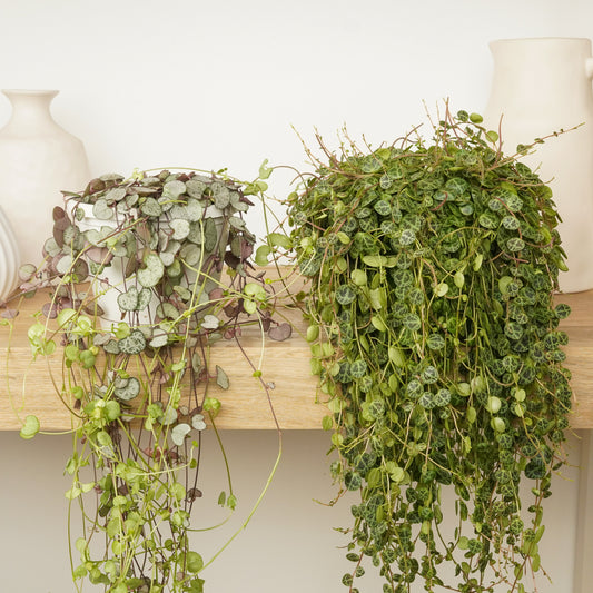 Trailing Treasures | Plant Bundle | Houseplant Bundles