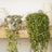 Perfect Plants for Under £50