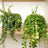 Trailing & Hanging Plants