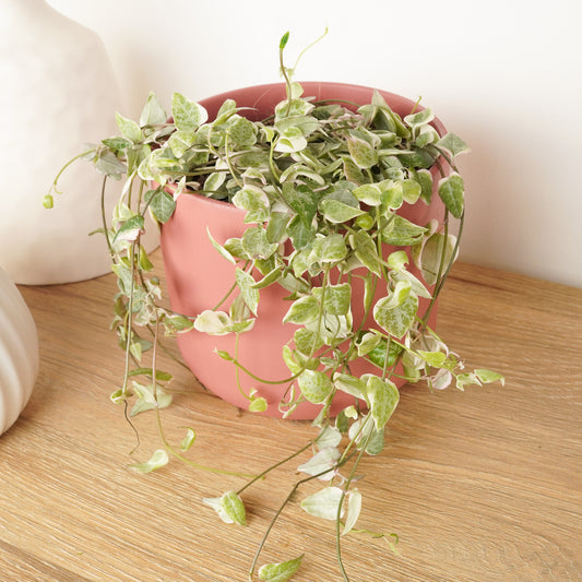 String Of Spades | Merel | Foliage Plants