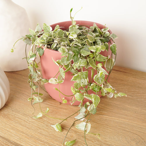 String Of Spades | Merel