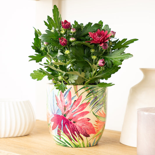 Mum | Double Raspberry | Perfect Plants for Under £30