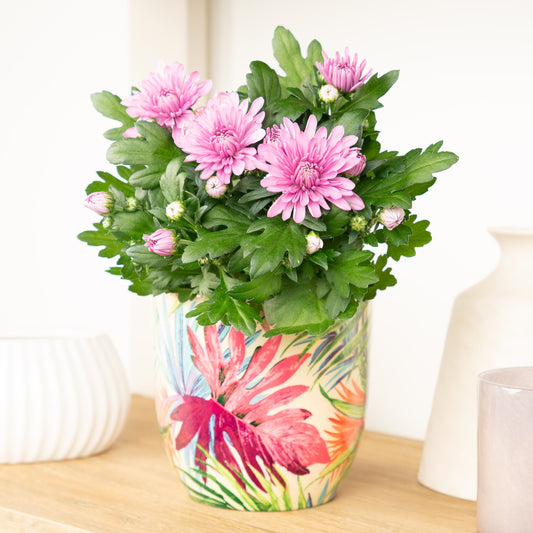 Mum | Double Pink | Perfect Plants for Under £30