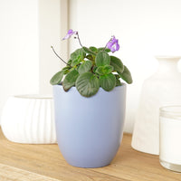 Cape Primrose | Hard To Find