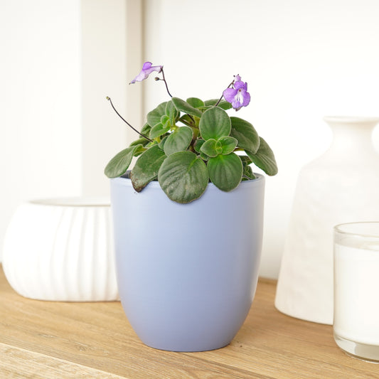Cape Primrose | Hard To Find | Foliage Plants