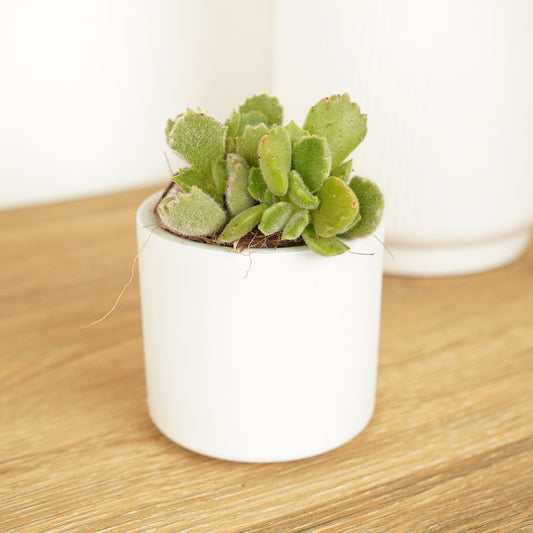Bear Paws | Foliage Plants