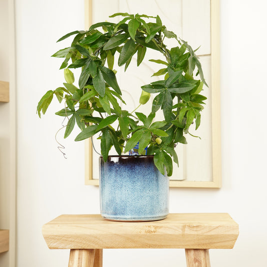 Passion Flower Plant | Caerulea | Foliage Plants