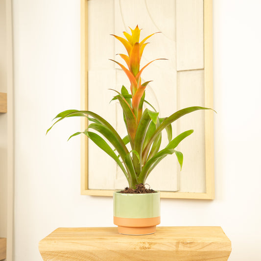 Flowering Guzmania | Sunnytime | Perfect Plants for Under £30