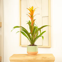 Flowering Guzmania | Sunnytime