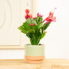 Flowering Cactus | Zaraika