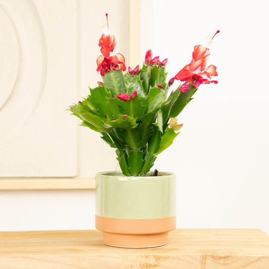 Flowering Cactus | Zaraika | Small Plants & Tot Pots