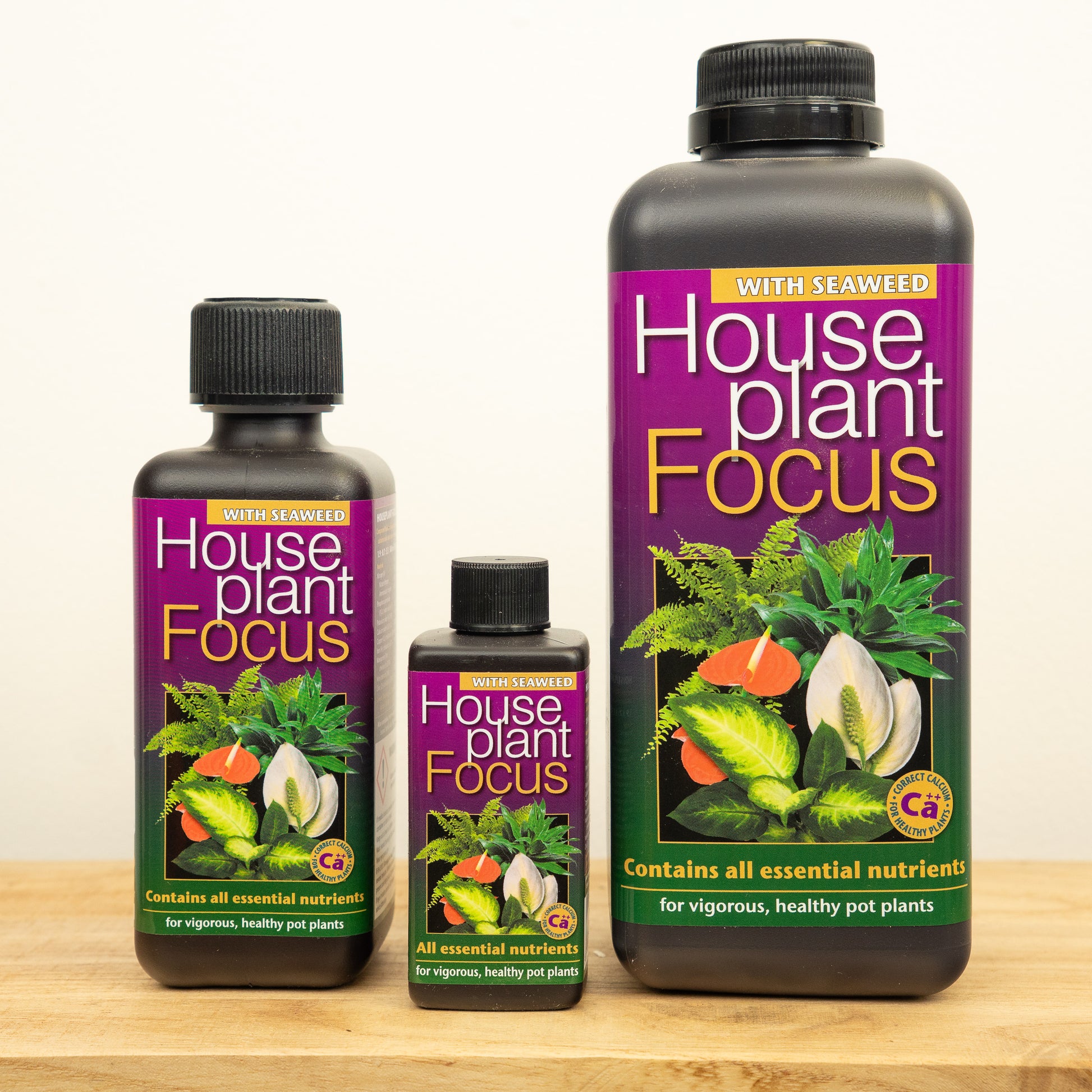 tropical house plant food Houseplant Focus