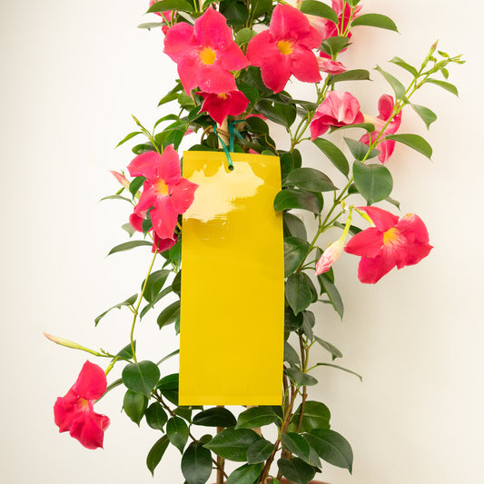 BetterGrow Plant Insect Traps | Gardening Accessories